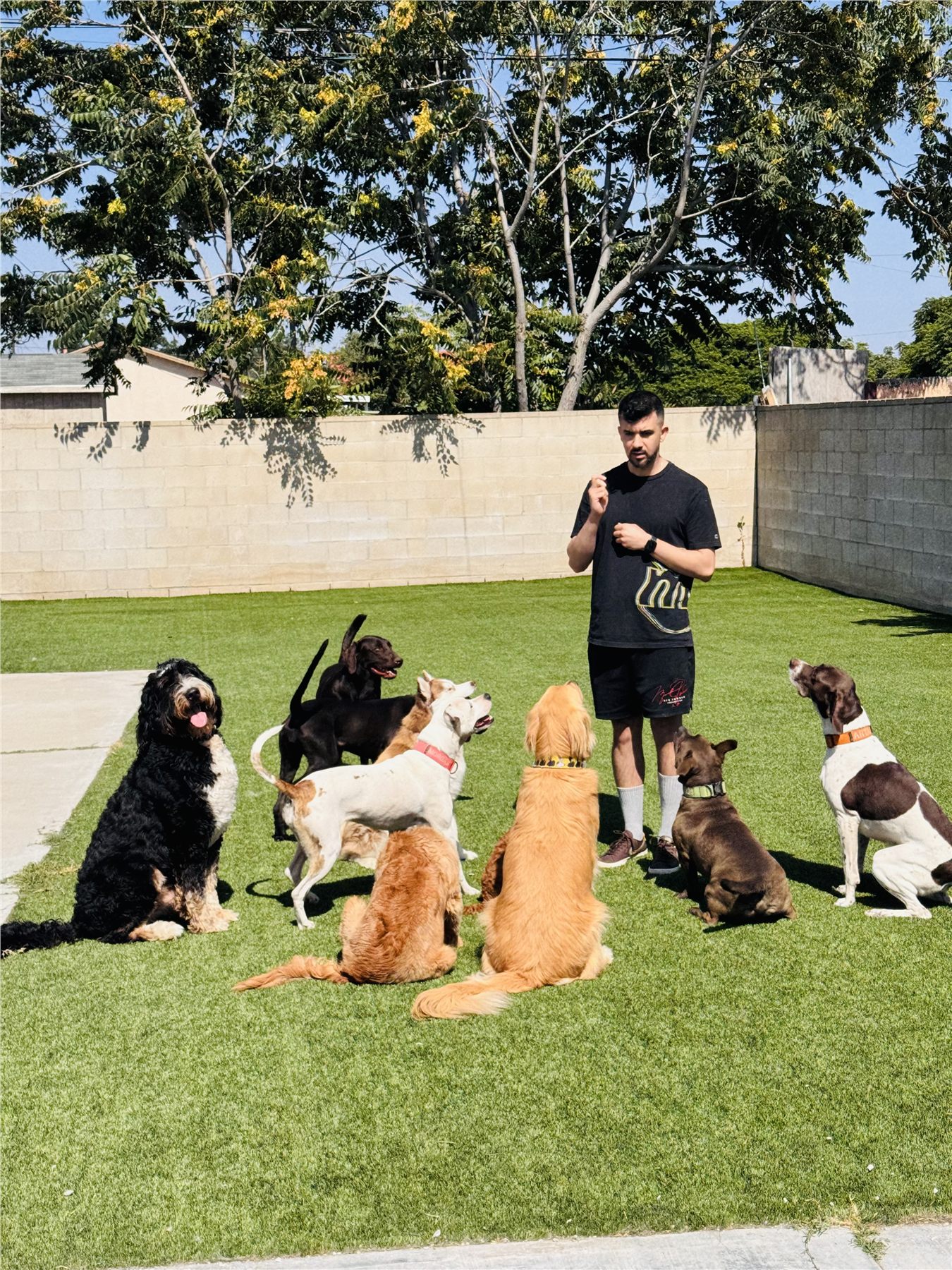 Ali guiding a calm group of dogs in the YAY Doggy play yard