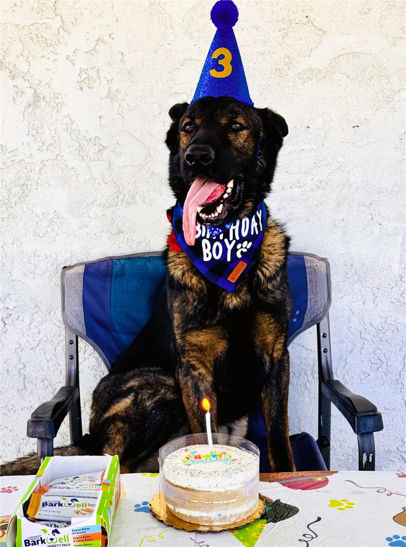 A happy dog celebrating a third birthday with a cake