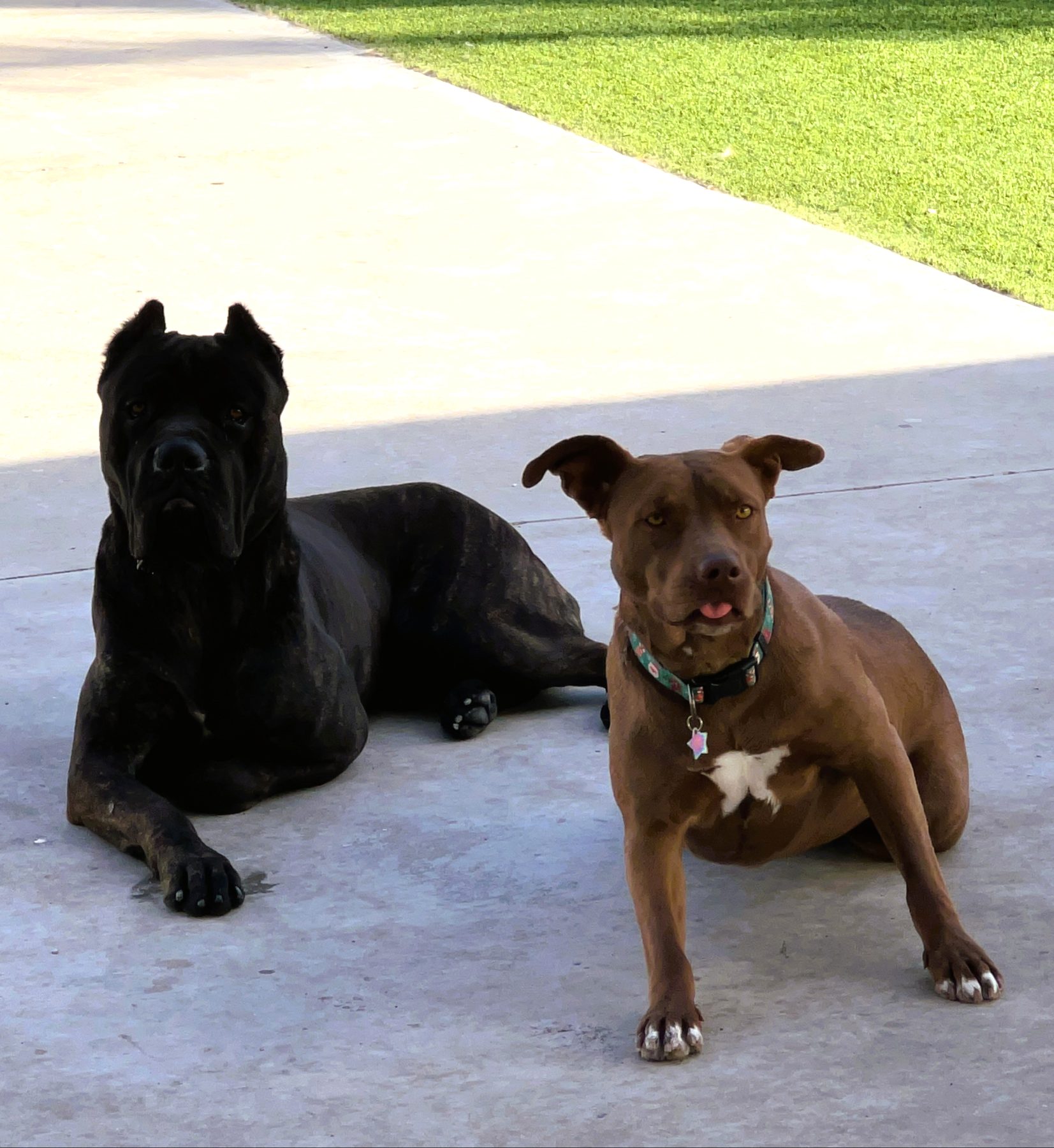Two dogs relaxing calmly together in the outdoor boarding area