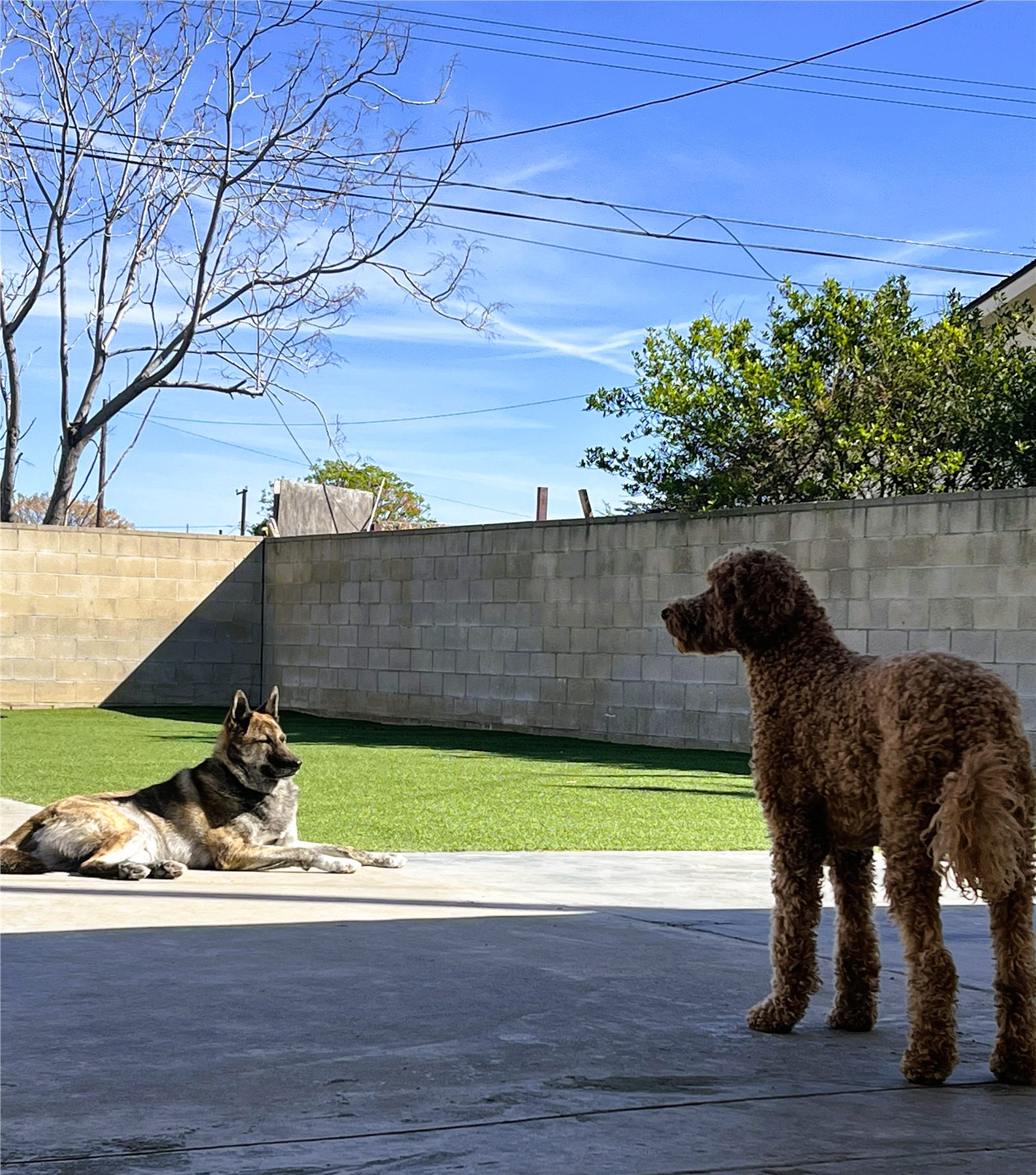Two dogs calmly sharing space in the play yard