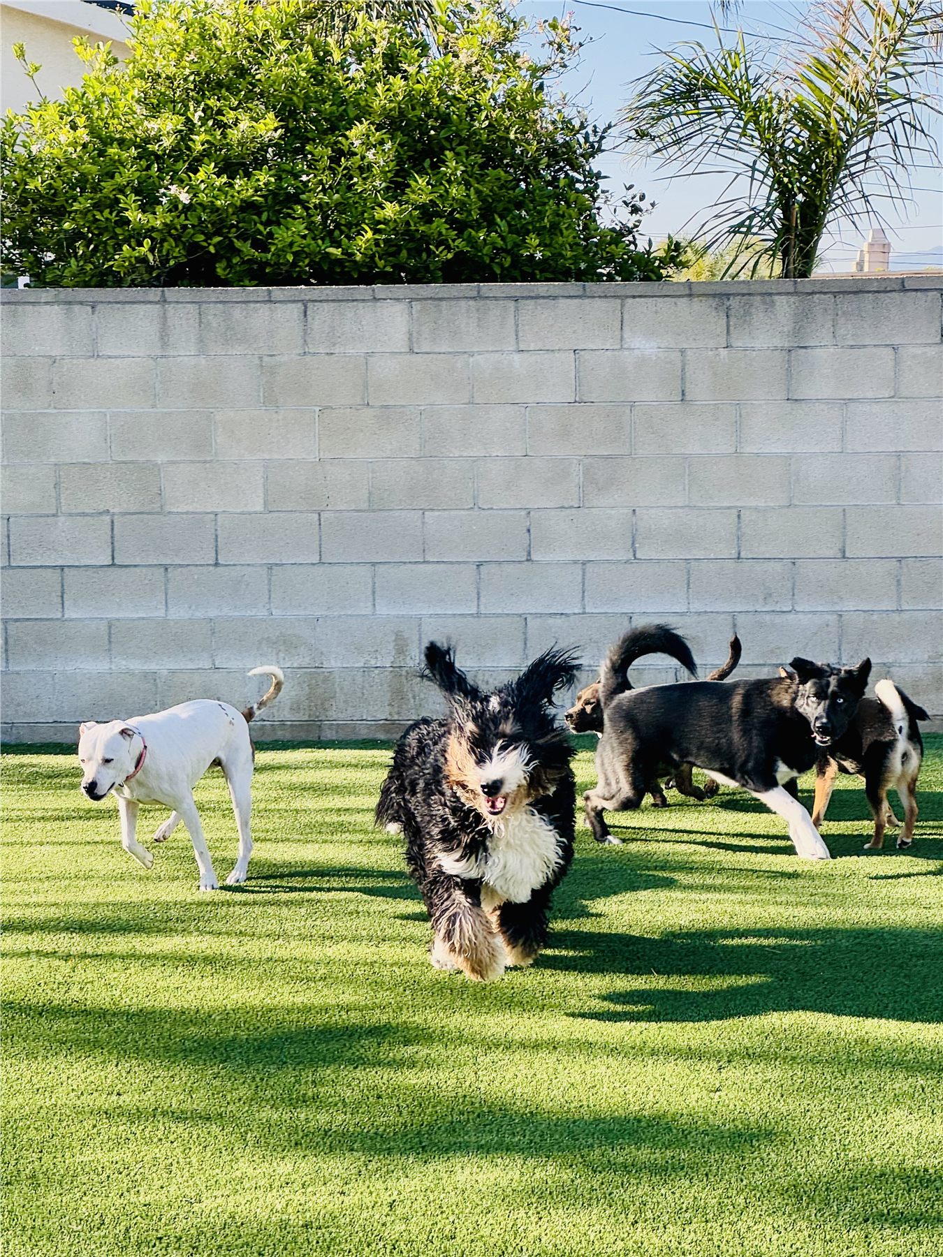 A happy Bernedoodle running toward the camera with other dogs