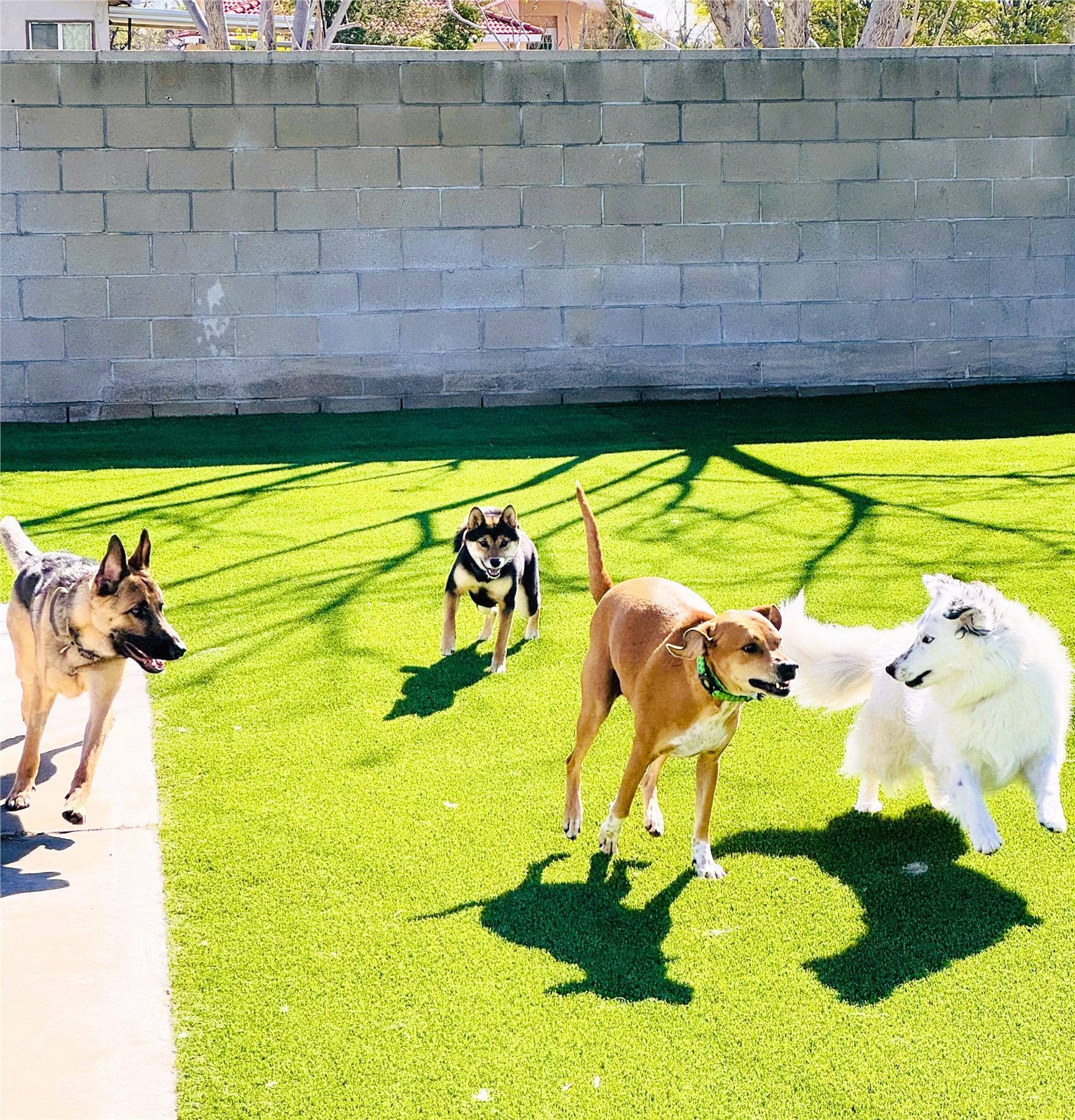 Dogs calmly socializing in a spacious yard