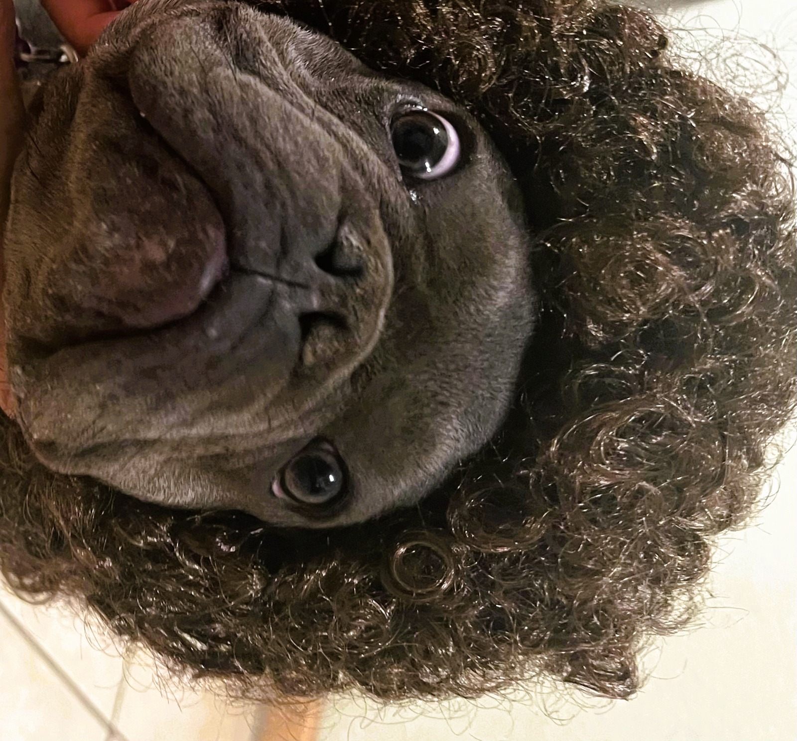 A dog wearing a playful curly wig