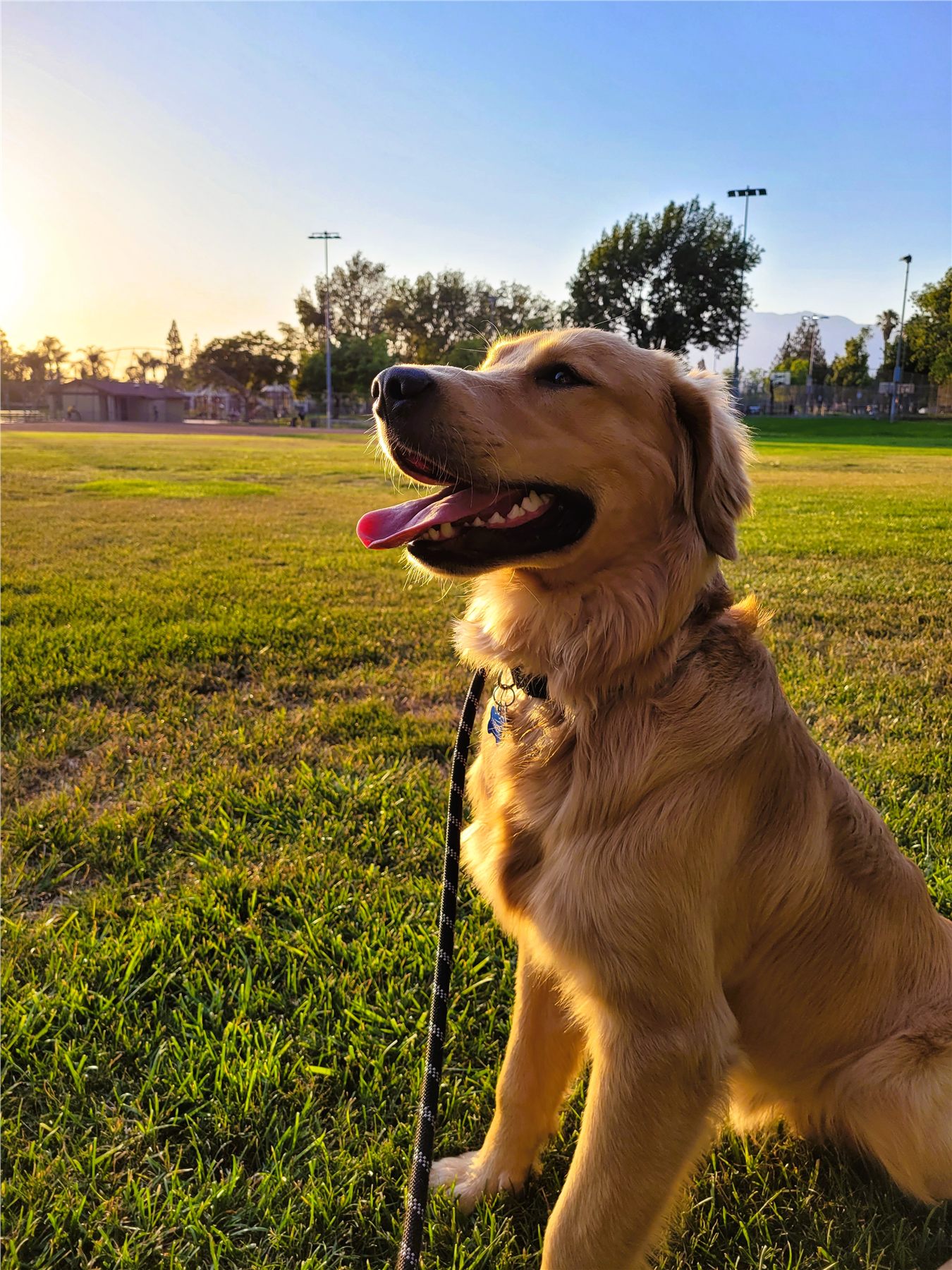 A golden retriever sitting calmly in a park at sunset