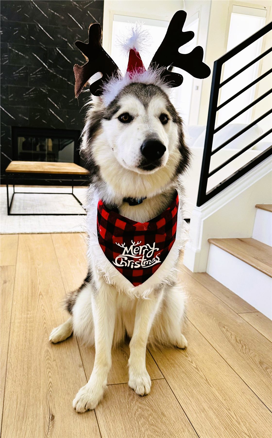 A husky dressed in festive reindeer antlers and a Christmas bandana