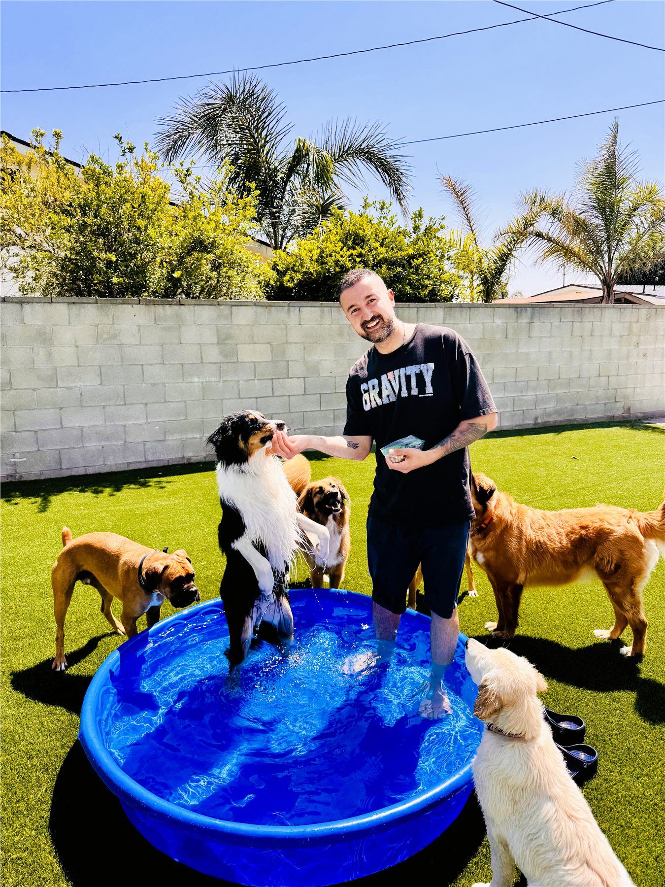 Dogs enjoying a supervised pool day in the YAY Doggy yard