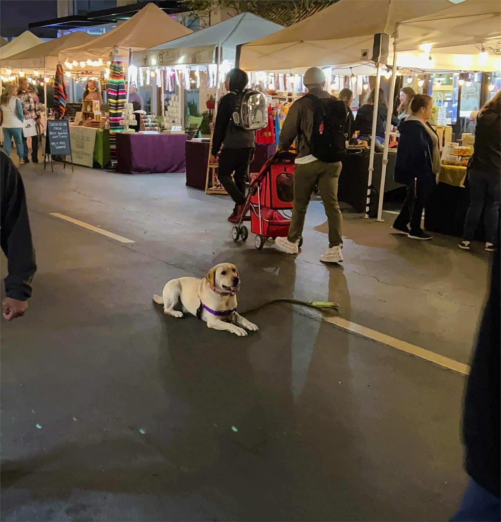 A dog practicing a down-stay at a busy outdoor market